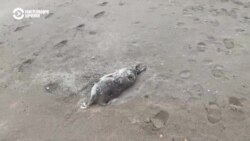 В Каспийском море погибли сотни тюленей. Почему?