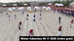   Праздник хлопкоуборочного сезона в Туркменистане. Сентябрь 2020  г.