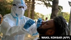 آمار وزارت صحت عامه طالبان نشان می‌دهد که از آغاز سال روان میلادی تا کنون ۸۸۸۹ رویداد مثبت و ۷۷ رویداد فوتی در ۱۷ ولایت کشور ثبت شده است.
