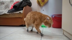 The Tomsk Tomcat With Titanium Paws