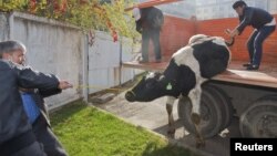 Көліктен сиыр түсіріп жатқан адамдар. Қазақстан,  26 қазан 2012 жыл. (Көрнекі сурет)