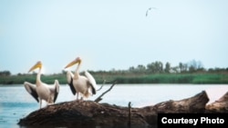 Дельта Дуная