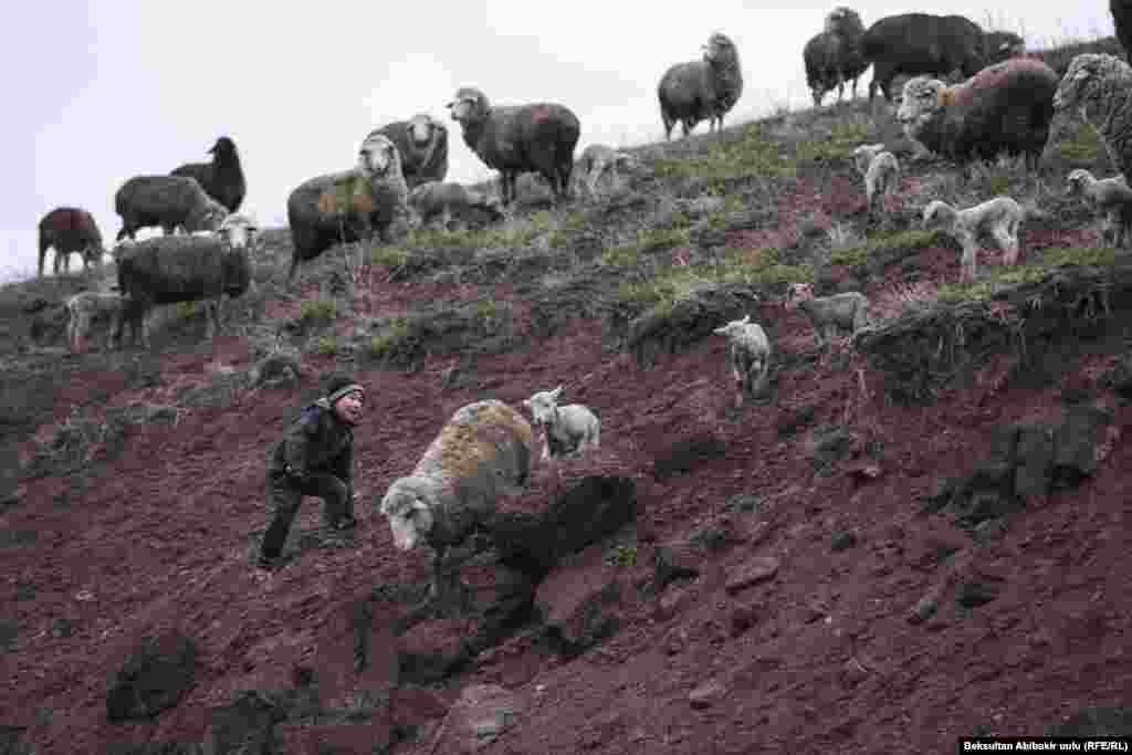 Меринос койлор.