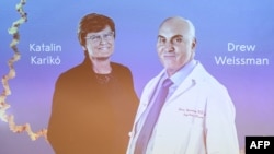 Медицина жана физиология жаатындагы Нобель сыйлыгына татыган венгриялык окумуштуу Каталин Карико жана америкалык илимпоз Дрю Вайсман. Нобель комитетинин залынан алынган сүрөт. 2-сентябрь, 2023-жыл.