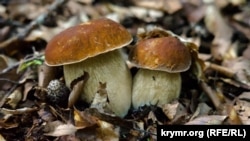 Баравікі, ілюстрацыйнае фота