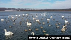 Лебеді та качки на озері у заповеднику «Клебан Бик», що на Донеччині. Лютий 2020 року