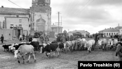 Женуть колгоспну худобу. Фото Павла Трошкіна, осінь 1941 року