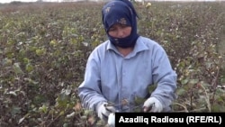 İmişlidə pambıq tarlası