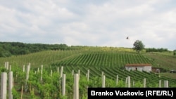 Timočka Krajina u istočnoj Srbija poznata po proizvodnji vina, vinogradi, septembar, 2010.