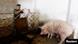 Беларсутагы чочко фермасы