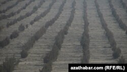 Aşgabadyň etegine ekilen baglar