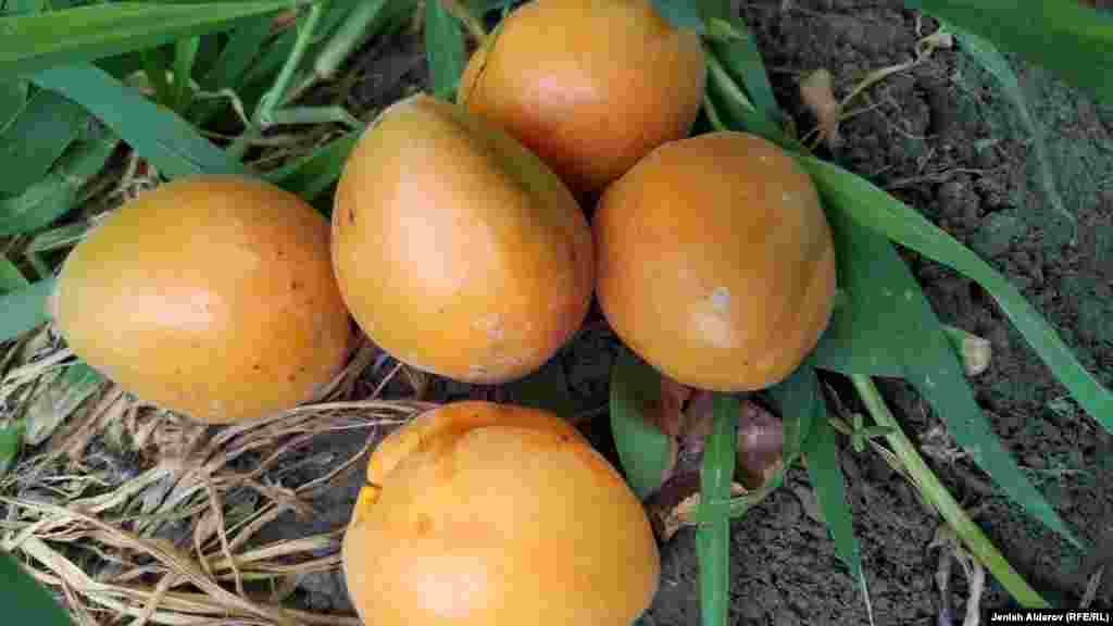 Орто эсеп менен Баткен облусунда 120 миң тоннадай өрүк өндүрүлөт.