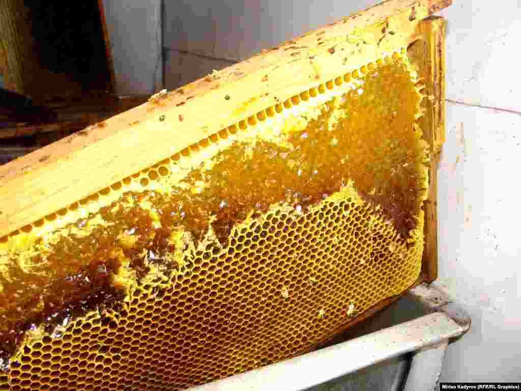 Забурс - (балдын кырылып алынганы) тиштин бүлөөлөрүнө пайдалуу жана тиштин түбүн бекитет, ошондой эле гайморитке да даба.