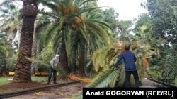 По всей Абхазии начались мероприятия по борьбе с долгоносиком