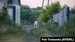 Собака в селе Калачи Акмолинской области. 29 июля 2020 года.

