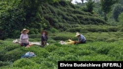Чайная плантация в провинции Ризе, Турция. Май 2020 года.