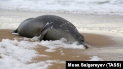 Тюлень на берегу Каспийского моря. Дагестан, декабрь, 2020