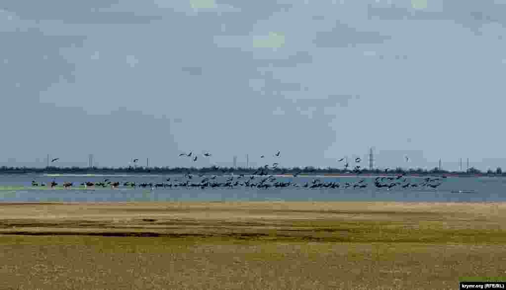 Баклани, головні мешканці озера, дуже полохливі