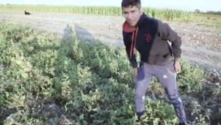 Жизнь по соседству с Талибан