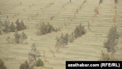 Aşgabatda ekilen agaçlaryň gurap barýan pursaty.