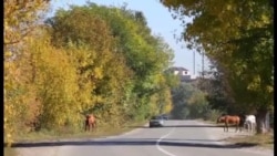 Даймахкахь - дашо гуьйре