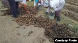 Türkmenistanda şugundyr, ýeralma, pagta we beýleki oba hojalyk önümlerini ýygnamak işlerine býujet işgärlerini we polisiýa tarapyndan saklanan raýatlary çekmek tejribesi giňden ulanylýar. 