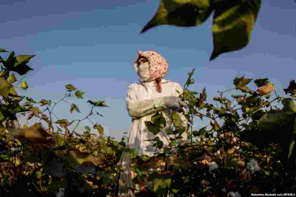 Пахта сезону бүтмөйүнчө эс алууну ойлошпойт деле. Түмөн-түйшүккө карабай, наалыган аялды көрбөйсүз.