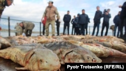 Конфискованная у подозреваемых в браконьерстве рыба осетровых пород. Атырау, 5 ноября 2017 года. 