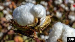 Бавовна (на фото) – рослина, назва якої з початком повномасштабного російського вторгнення перетворилася на створений українською інтернет-спільнотою мем про вибухи на окупованих РФ територіях. Це слово російською перекладається як «хлопок». В українській також як «вибух»