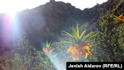 Баткен. Айгүл гүлү.