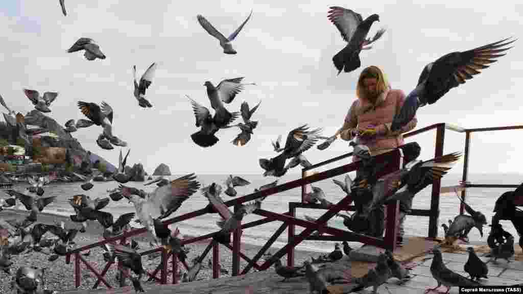 Замість пляжників біля моря засилля голодних голубів