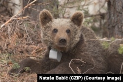 Буры мядзьведзь. Ілюстрацыйнае фота