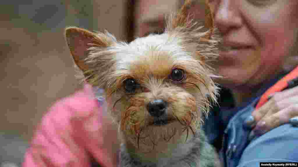 По гірській ущелині люблять подорожувати не тільки люди &ndash; ось такий маленький &laquo;турист&raquo; також підкорює кримські вершини