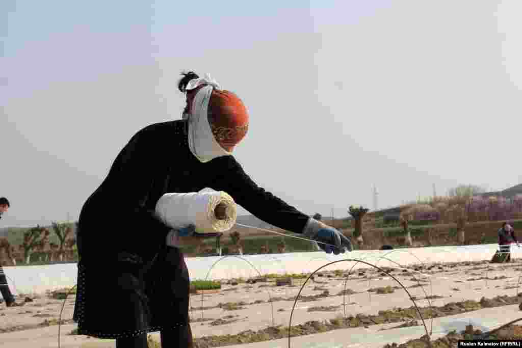 Ар күнү ишке саат тогузда келип, кечки сегизге иштеген дыйкандар күнүнө 400 сом эмгек акы алат. &nbsp;