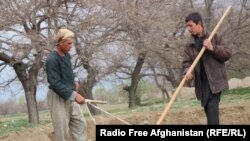 آرشیف- دو تن از دهقانان