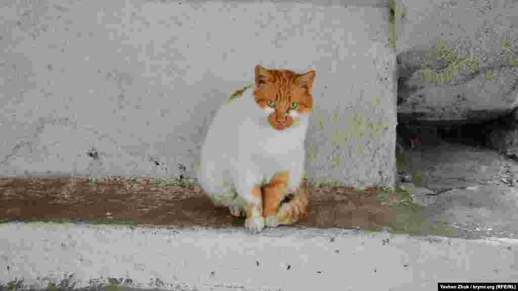 Цей севастопольський кіт намагається сховатися від дощу