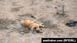 В Ашхабаде уничтожают бездомных животных 