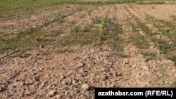 Farapda tupanyň netijesinde zaýa bolan we idegsiz galan gowaça meýdany. Illýustrasiýa suraty.