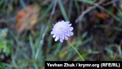 Очікується, що проєкти стосуватимуться відновлення лісів