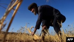 آرشیف - یک دهقان در ولایت هرات