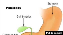 Pancreas - поджелудочная железа, ответственная за выработку инсулина
