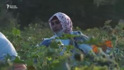 Пахтачы келиндердин түйшүгү түмөн