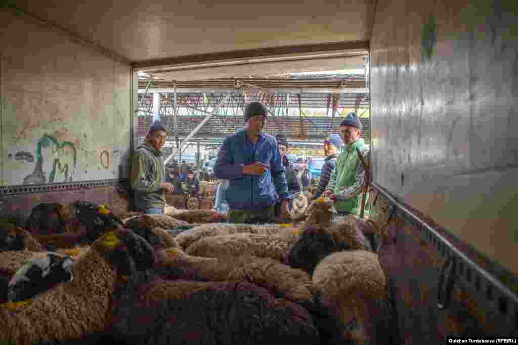 Перепродажа скотины - отдельный бизнес. Этих баранов повезут в Нарын для продажи.&nbsp; &nbsp;