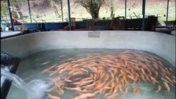 Радужная форель и нерадужные перспективы