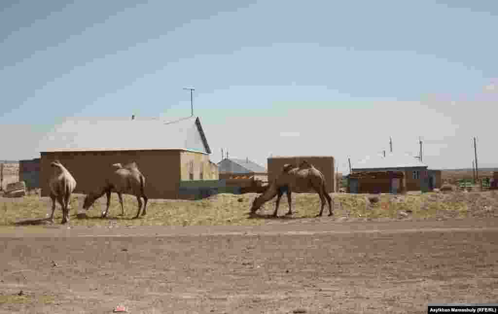 Дома на окраине аула Акай.