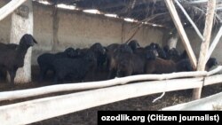 Основную часть льготных кредитов, выделенных в рамках программы «Каждая семья – предприниматель», должны были выдать малоимущим семьям, начавшим заниматься животноводством на своих приусадебных участках.