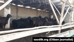 "Ҳар бир оила - тадбиркор" дастури доирасида берилган аксар кредитлар кам таъминланган оилаларнинг ўз томорқасида чорвачилик билан шуғулланиши учун ажратилган.