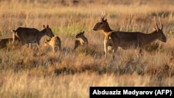 Скоро у сайгаков начнётся гон, по биологии во время гона до 90 процентов самцов погибают от истощения. Любая охота — это фактор беспокойства и большой стресс для животных, говорит учёный  