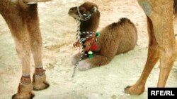 Ýazgulyýew: "Ata-babalarymyz daş ýerdäki ildeşleri bilen düýe alyş-çalşygyny edip, öz düýeleriniň ganyny täzeläpdirler".