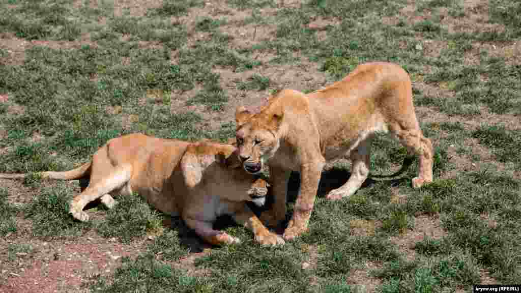 Обычно они живут парами или большими группами в прайде.